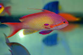 Pseudanthias Squamipinnis